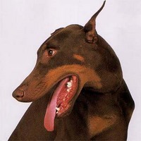 doberman.jpg